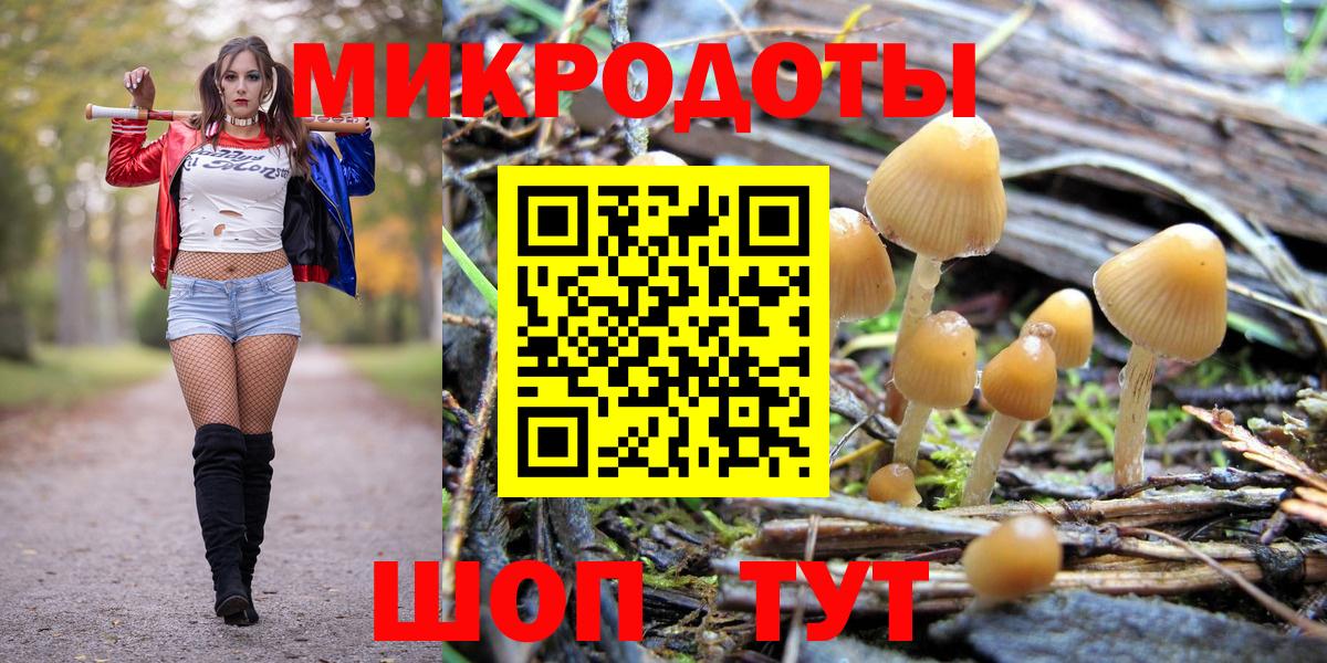 Галлюциногенные грибы Psilocybe Димитровград